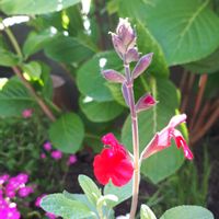 チェリーセージ,花言葉,キュンキュン乙女倶楽部,金曜日の蕾たち,しあわせ運べるようにの画像