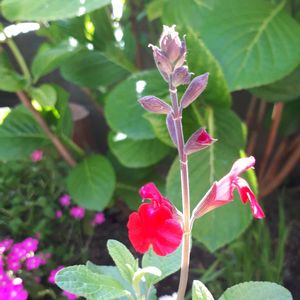 チェリーセージ,花言葉,キュンキュン乙女倶楽部,金曜日の蕾たち,しあわせ運べるようにの画像