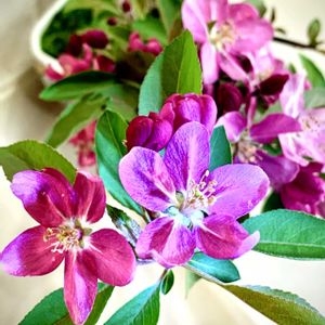 ヒメリンゴ,姫リンゴ,盆栽,小品盆栽,お庭の植物の画像