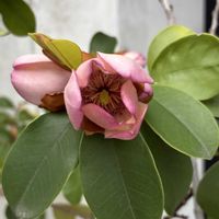 ご近所,花のある暮らし,朝の散歩道,道端で,猫大好きの画像