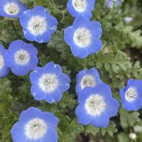 ネモフィラ,寄せ植え.,我が家の庭,いつもありがとう♡,こぼれ種の画像