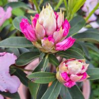 シャクナゲ,山野草,花のある暮らし,小庭,植物大好きの画像