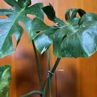 スパティフィラム,モンステラ,観葉植物,春ですね♪,緑好きの画像