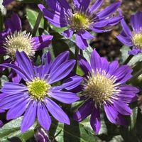 オオアラセイトウ,オオアラセイトウ,ツルニチニチソウ,ツルニチニチソウ,ミヤコワスレの画像