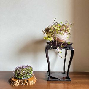ツタバウンラン,盆栽,下草,添え草の画像