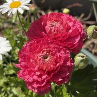 ラナンキュラス,花のある暮らし,今日のチューリップ,庭の画像