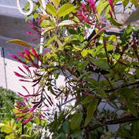 ハゴロモジャスミン,モッコウバラ,ガーデニング,花のある暮らし,小さな庭の画像