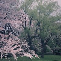 花のある暮らし,散歩の途中,花いろいろの画像