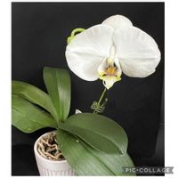 胡蝶蘭,リビング,洋ラン,洋ラン栽培,おうち園芸の画像