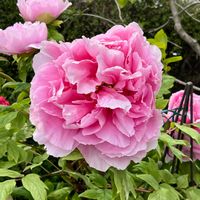 ボタン,牡丹,エルサレムセージ,花のある暮らし,今日のお花の画像