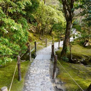 ツバキ,苔(コケ),赤い花,庭木,自生の画像