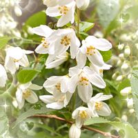 姫うつぎ,ラグランジア クリスタルヴェール,ラグランジア クリスタルヴェール2,白い花,ピンクの花の画像