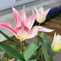 チューリップ,ガーデニング,グランドカバー,ベランダ,玄関アプローチの画像