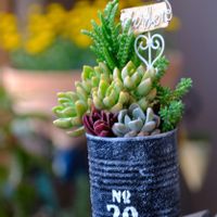 多肉植物,ベランダガーデニング,多肉植物のある暮らし,自作リメ缶,癒し…♡の画像