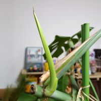 モンステラ,モンステラ,ジャスミン,ネモヒラ,椿の画像