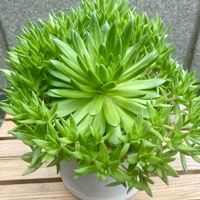 ツメレンゲ,爪蓮華,多肉植物の画像