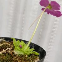 ムシトリスミレ,ムシトリスミレ,食虫植物,金曜日の蕾たち,アメリカンピンギキュラの画像