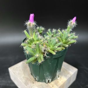 多肉植物,観葉植物,塊根植物,コーデックス,珍奇植物の画像
