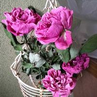 バラ、薔薇、ばら,ドライフラワー,綺麗✨,チーム岐阜の画像