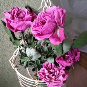 バラ、薔薇、ばら,ドライフラワー,綺麗✨,チーム岐阜の画像