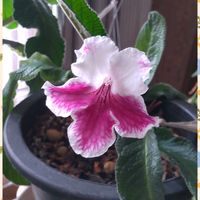 ストレプトカーパス,花のある暮らし,植中毒,イワタバコ科,北海道からの画像