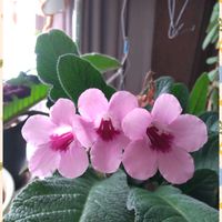 ストレプトカーパス,花のある暮らし,植中毒,イワタバコ科,北海道からの画像