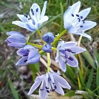 シラー,シラー,シラービフォリア,シラービフォリア,元気もらえるの画像