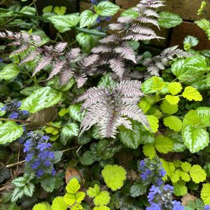 ニシキシダ バーガンディレース,シェードガーデン,花のある暮らし,癒しの庭,チーム愛知の画像