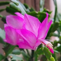 シャコバサボテン,リビングの画像