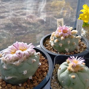 メディニラ マグニフィカ,メディニラ,ロフォフォラ 銀冠玉,ロフォフォラ 銀冠玉,多肉植物の画像