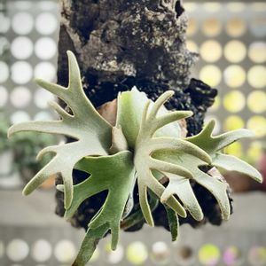 P.willinckii 'jade girl',ビカクシダ　ジェイドガール,ビカクシダ属,珍奇植物,神奈川タニラーの画像