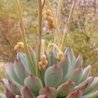 多肉植物,多肉寄せ植え,季節の花,多肉植物のある暮らし,多肉を楽しむの画像