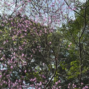 カラタネオガタマ,クズ,フジ,ミツバツツジ,サルトリイバラの画像