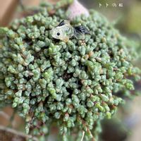 多肉植物 寄せ植え,碧魚連,多肉植物,多肉寄せ植え,多肉植物のある暮らしの画像