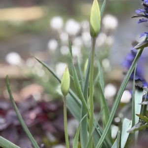 ナチュラルガーデン,ジャンクガーデン,花のある暮らし,緑のある暮らし,植中毒の画像