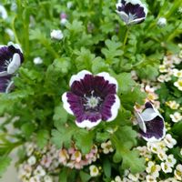 デージー,ネモフィラ,スイートアリッサム ,ゴールドクレスト,ネモフィラ・ペニーブラックの画像