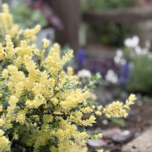 ロータス ブリムストーン,ナチュラルガーデン,ジャンクガーデン,花のある暮らし,緑のある暮らしの画像