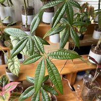 パキラ,パキラ,観葉植物,ハイドロカルチャー,アオイ科の画像