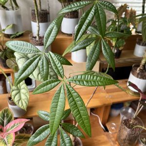 パキラ,パキラ,観葉植物,ハイドロカルチャー,アオイ科の画像