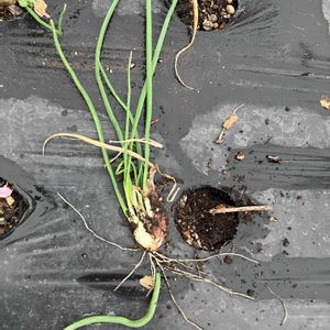 玉ねぎ,ノビル,ノビル(野蒜)の画像