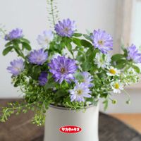 アスター,アスター,花壇,ガーデニング,お庭の画像