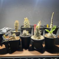 恵比寿笑い,パキポディウム ブレビカウレ,パキポディウム デカリー,パキポディウム・レアリー,パキポディウム エニグマチカムの画像