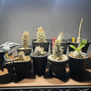 恵比寿笑い,パキポディウム ブレビカウレ,パキポディウム デカリー,パキポディウム・レアリー,パキポディウム エニグマチカムの画像