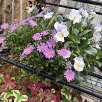 クリスマスローズ,ジュズサンゴ,ブラキカム ブラスコ,パンジー シエルブリエ,愛しの紫の画像