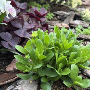 オステオスペルマム,ナチュラルガーデン,ジャンクガーデン,花のある暮らし,緑のある暮らしの画像