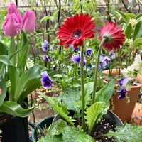 クリスマスローズ,チューリップ,ハートカズラ斑入り《レディハート》,八重咲きクリスマスローズ,チューリップライトピンクプリンスの画像