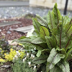 ルメックス,ナチュラルガーデン,ジャンクガーデン,花のある暮らし,緑のある暮らしの画像