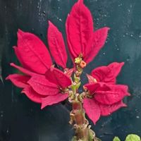 ポインセチアの画像