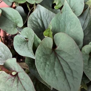 ドクダミ,八重咲きドクダミ,ベランダガーデニング,バルコニー/ベランダの画像