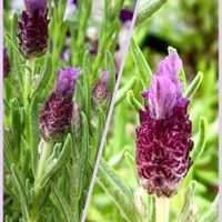 スミレ,ナガミヒナゲシ,フレンチラベンダー,ネギ,センテッドゼラニウムの画像